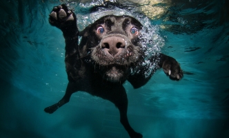 Sequi molestiae autem