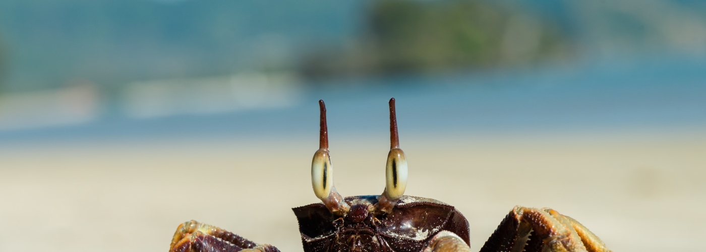 quia possimus nihil enim non